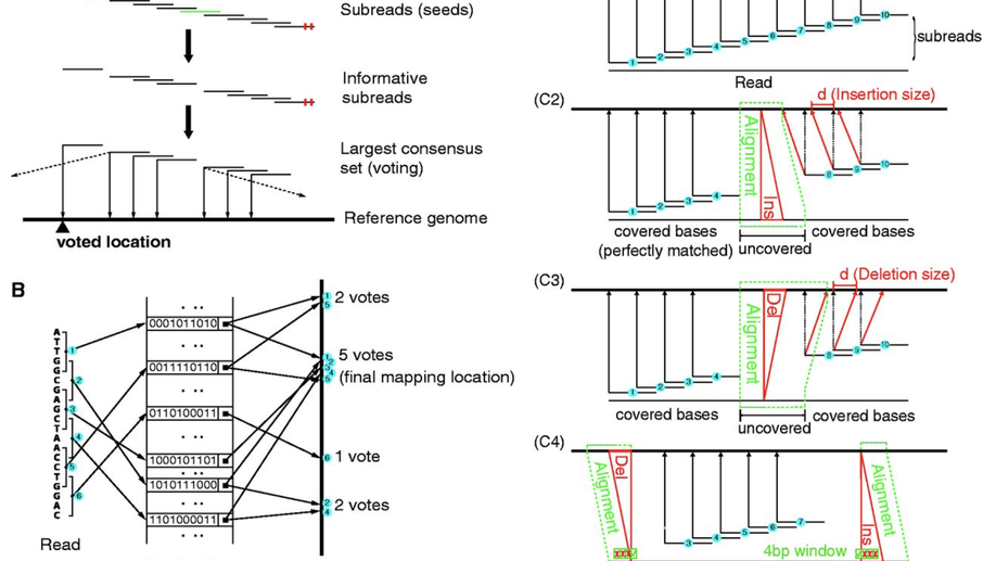 The Subread aligner: fast, accurate and scalable read mapping by seed-and-vote